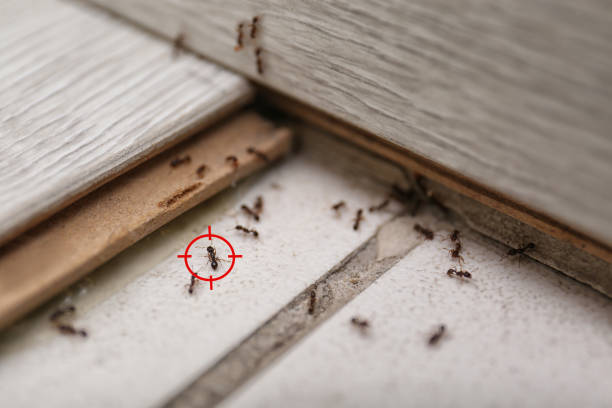 Wildlife Control Services in Orangeburg, NY