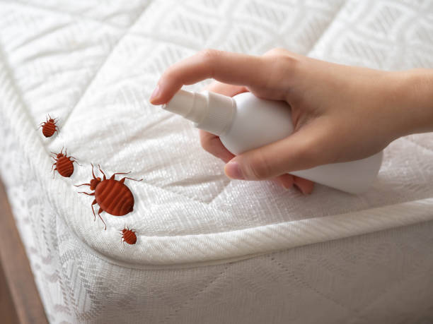 Best Local Pest Control Services  in Orangeburg, NY