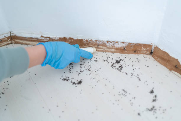 Best Pest Prevention Services  in Orangeburg, NY